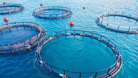 Marocco: bando internazionale per progetti di acquacoltura marina